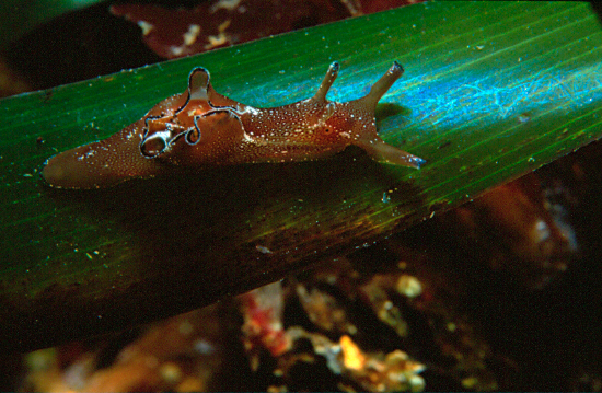  Aplysia punctate (Sea Hare)